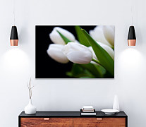 Obraz Tulipány z Holandska 1756